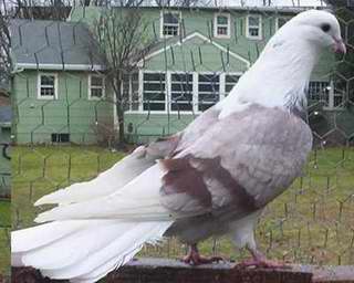 иранский бойный голубь